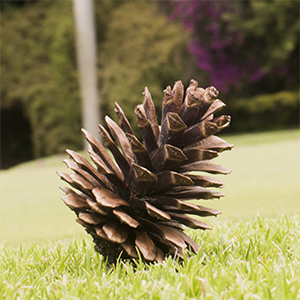 pine-01